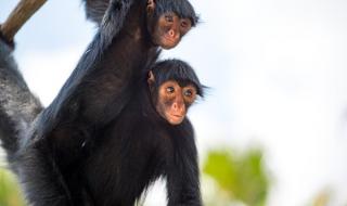 520历史上是什么日子 520历史上是什么日子