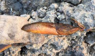 缅甸黄鳝最大多大 最大的黄鳝