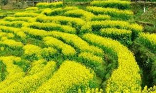 2024年莱州朱旺油菜花什么时候开 油菜花什么时候开